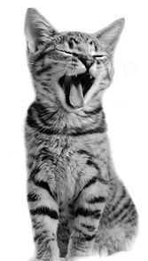 Katze_sw.tif