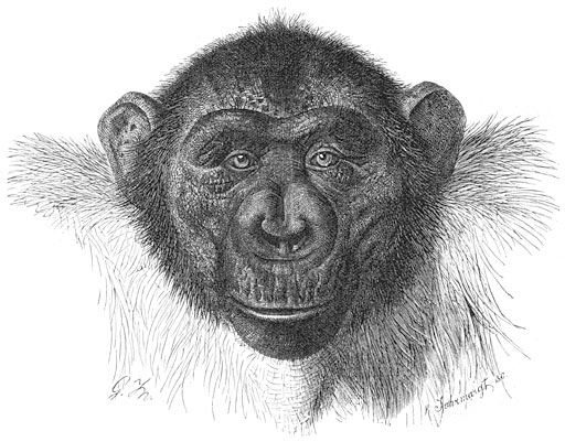 Chimpanzee (Simia troglodytes).