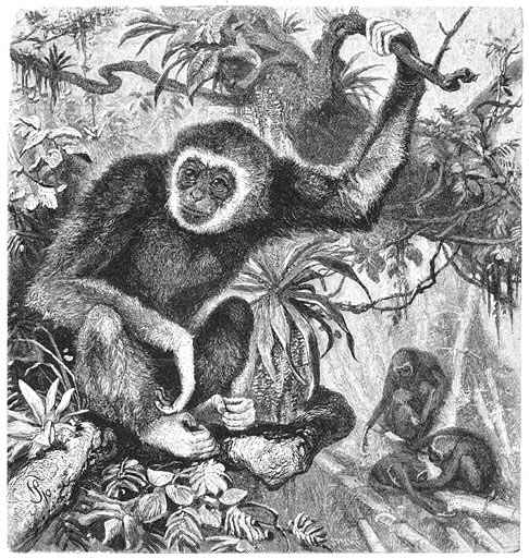Lar of Withandige Gibbon (Hylobates lar). 1/7 v.d. ware grootte.