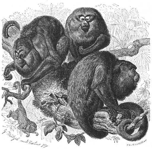 Zwarte Brulaap (Mycetes niger). ½ v.d. ware grootte.