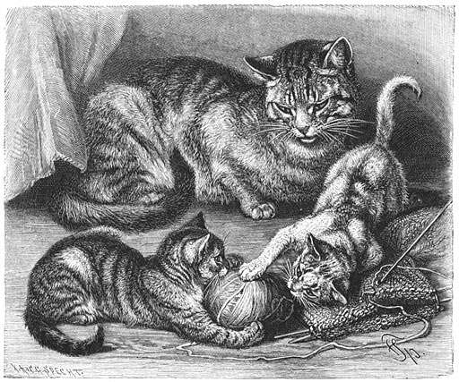 Huiskat (Felis maniculata domestica). ⅕ v. d. ware grootte.