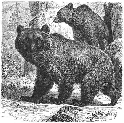 Landbeer (ursus arctos). 1/16 v. d. ware grootte.