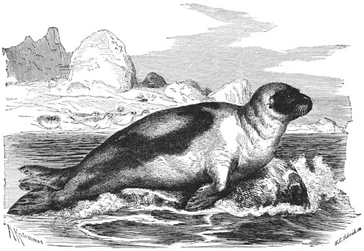 Zadelrob (Phoca groenlandica). 1/15 v. d. ware grootte.