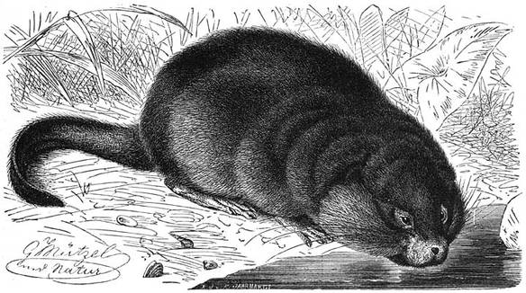 Muscus-rat of Ondatra (Fiber zibethicus). ⅓ v.d. ware grootte.