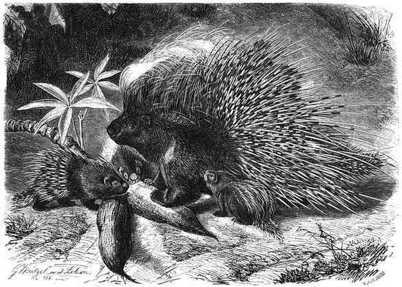 Stekelvarken (Hystrix cristata).