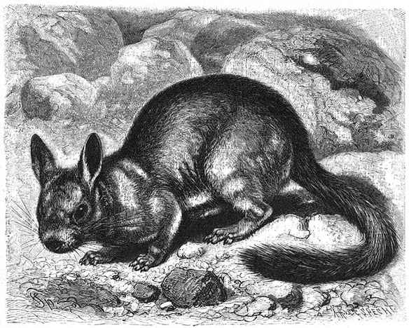 Haasmuis (Lagidium Cuvieri). ¼ v.d. ware grootte.