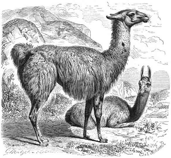 Lama (Auchenia lama), 1/18 v. d. ware grootte.