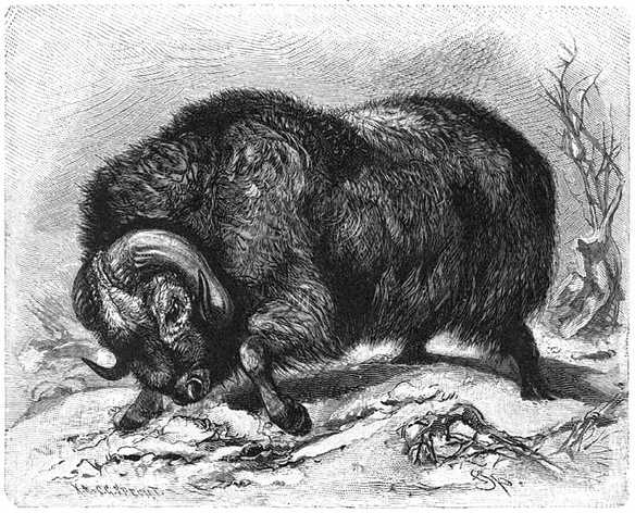 Schaap-os (Ovibos moschatus). 1/15 v. d. ware grootte.