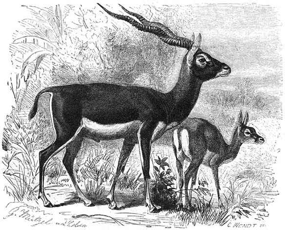 Sasi of Indische Antilope (Antilope cervicapra). 1/10 v. d. ware grootte.