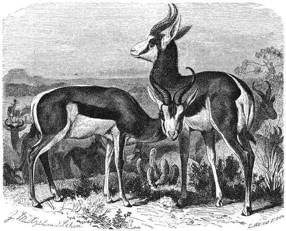 Springbok (Antilope euchore), 1/14 v. d. ware grootte.