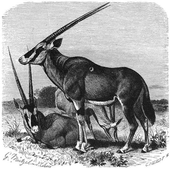 Beisa (Oryx beisa). 1/16 v. d. ware grootte.