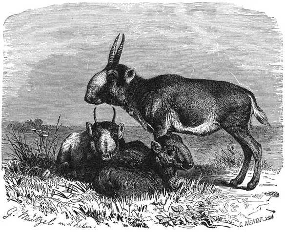 Saïga (Colus tataricus). 1/12 v. d. ware grootte.