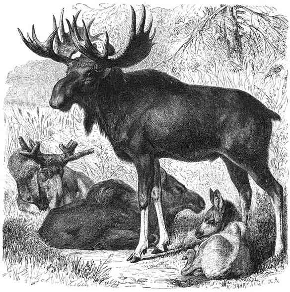 Eland (Alces palmatus). 1/24 v. d. ware grootte.