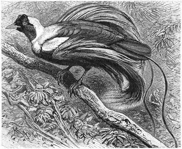 Roode Paradijsvogel (Paradisea rubra). ⅓ v. d. ware grootte.