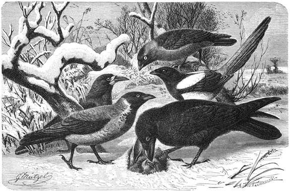 Raafvogels: 1) Kauw (Colaeus monedula), 2) Roek (Corvus frugilegus), 3) Bonte Kraai (Corvus cornix), 4) Ekster (Pica rustica), 5) Raaf (Corvus corax).
