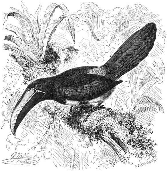 Arassari (Pteroglossus atricollis). ⅖ v. d. ware grootte.