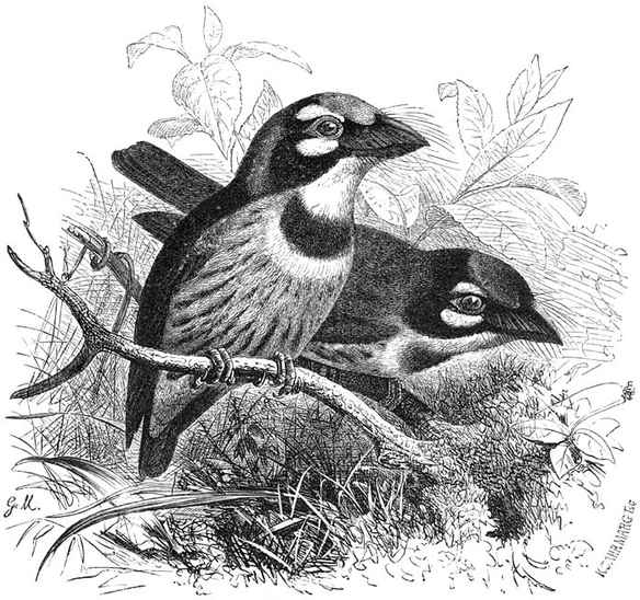 Goudbaardvogel (Megalaema flavigula). ⅔ v. d. ware grootte.