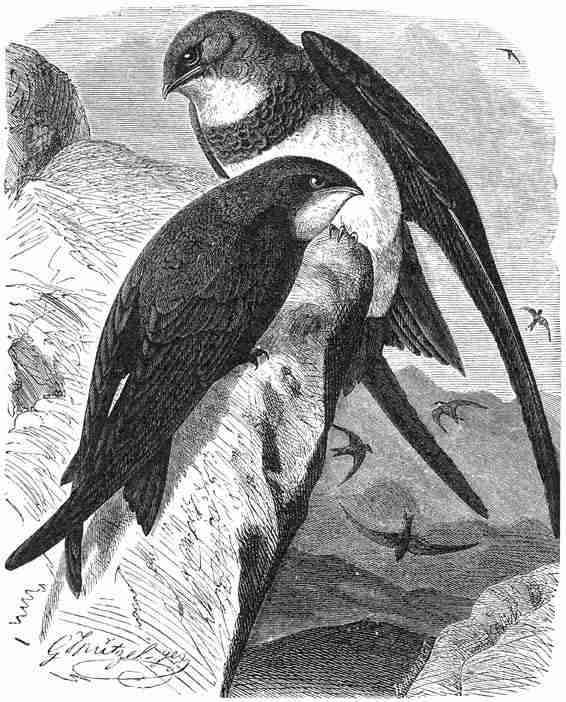 1) Alpen-gierzwaluw (Micropus melba). 2) Gierzwaluw (Micropus apus). ½ v. d. ware grootte.