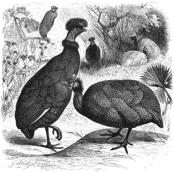 1) Kuifparelhoen (Numida cristata). 2) Gewoon Parelhoen (Numida meleagris). ¼ v. d. ware grootte.