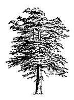 080
