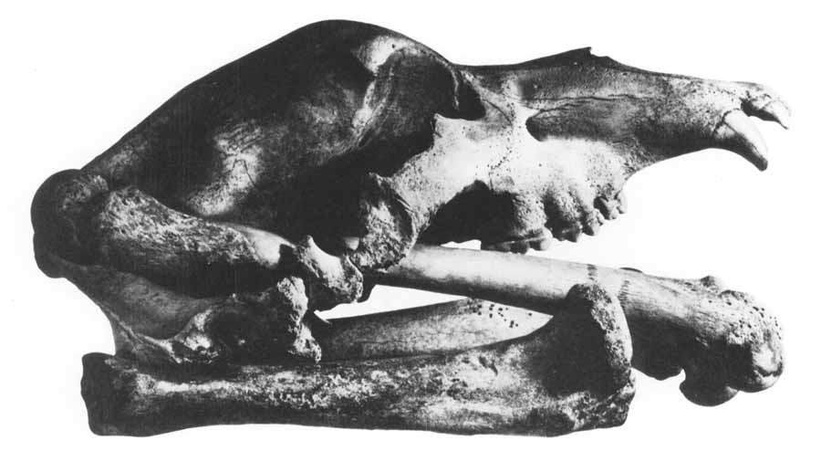 MG1-000XX-DH00082_cave-bear-skull