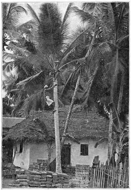 Hutten onder palmen te Mahé.