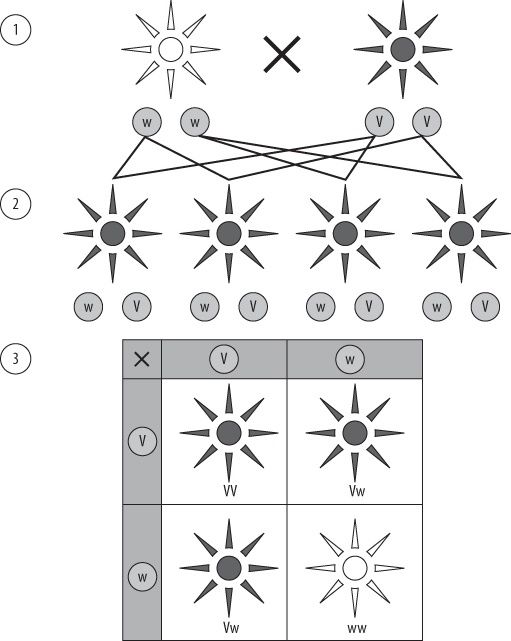 Vererbung der Pflanzenfarbe