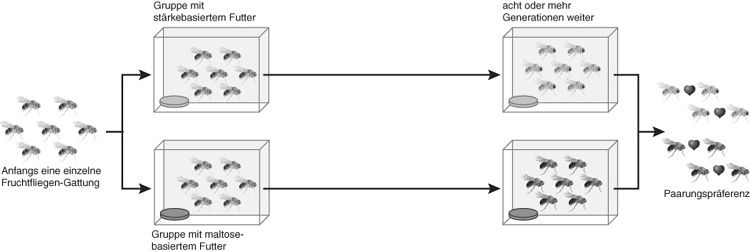 Dodds Experiment zur künstlichen Speziation