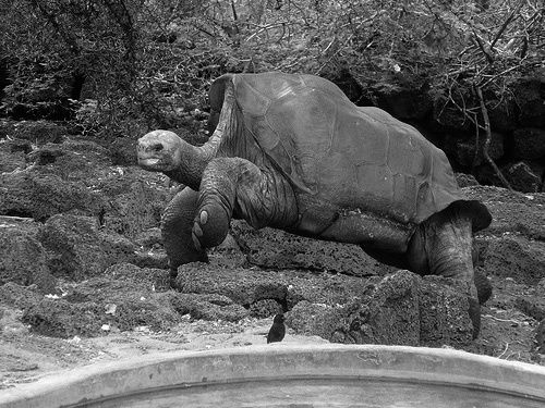 Lonesome George; zur Verfügung gestellt von Oliver Lee (o spot)