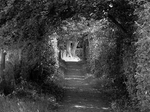 Darwins Denkweg; zur Verfügung gestellt von Michael Spry