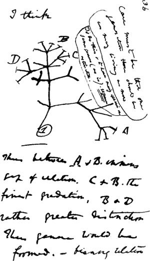 Darwins Stammbaum des Lebens