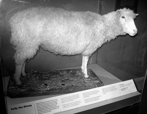 Dolly im National Museum of Scotland