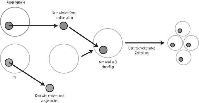 Den Nukleus einer Zelle in eine andere übertragen