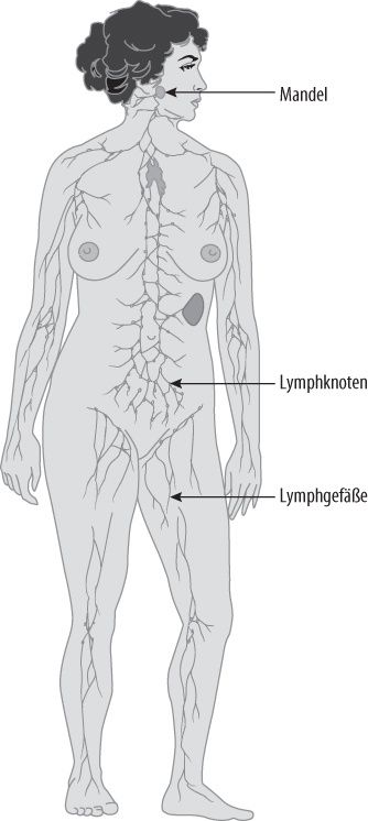 Das Lymphsystem