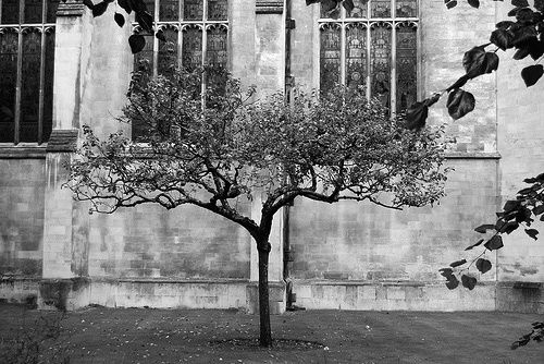 Newtons Apfelbaum am Trinity College, Cambridge; zur Verfügung gestellt von Fred Parkins