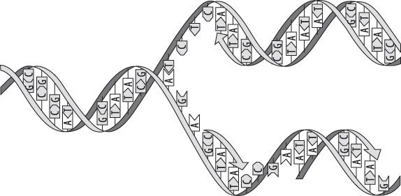DNA-Teilung zur Bildung zweier Kopien