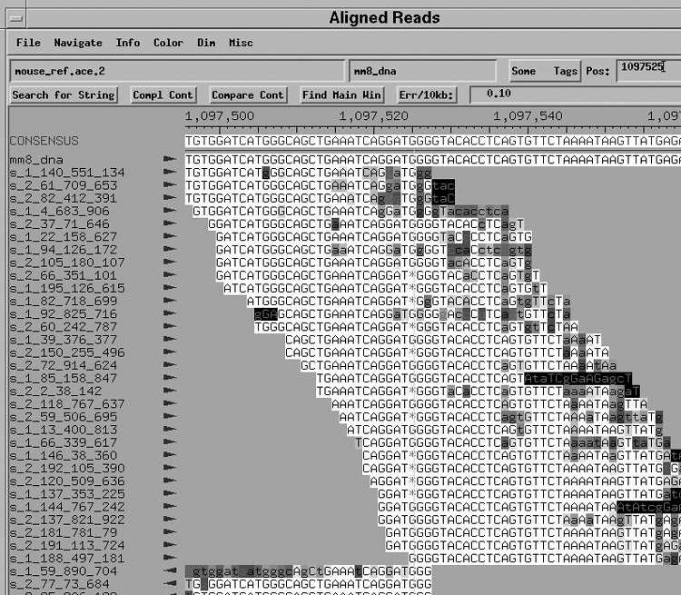 Alignment von DNA-Fragmenten durch einen Computer; zur Verfügung gestellt von David Gordon, Howard Hughes Medical Institute at University of Washington