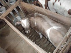 12-Calf.jpg