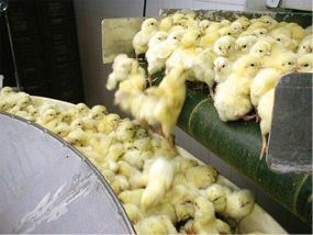 26-chiceknfactory.jpg