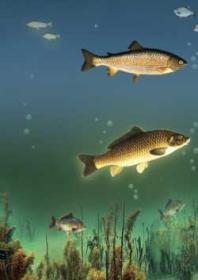 Водоем – Кормилец